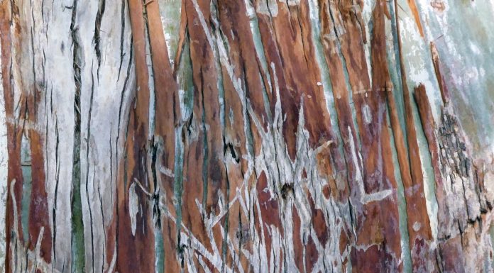 Interpretare vis in care apare zgariat