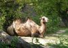 Interpretare vis în care apare zoo (grădina zoologică) Interpretare vis in care apare zoo