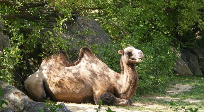 Interpretare vis in care apare zoo