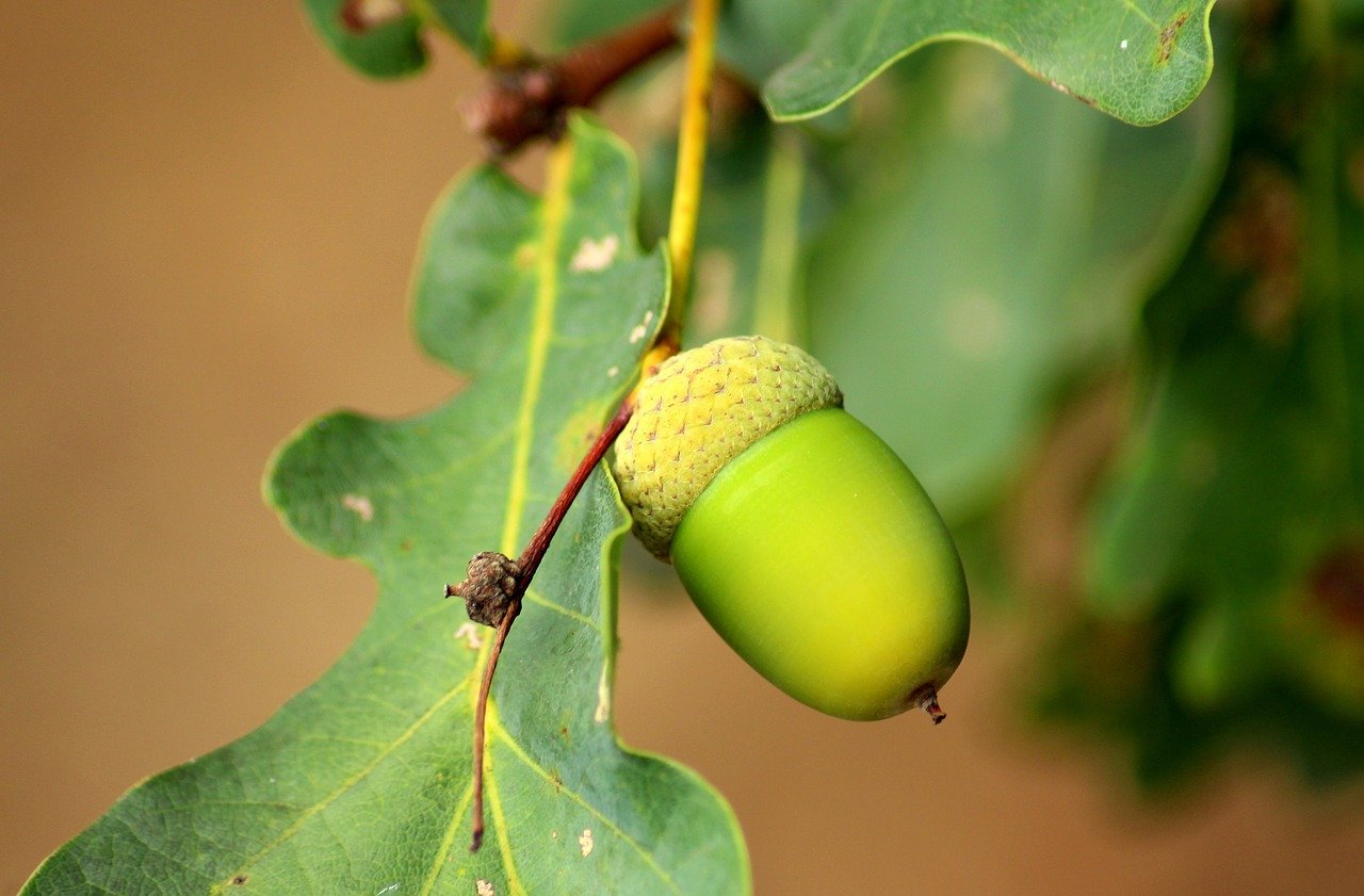 ghinda verde