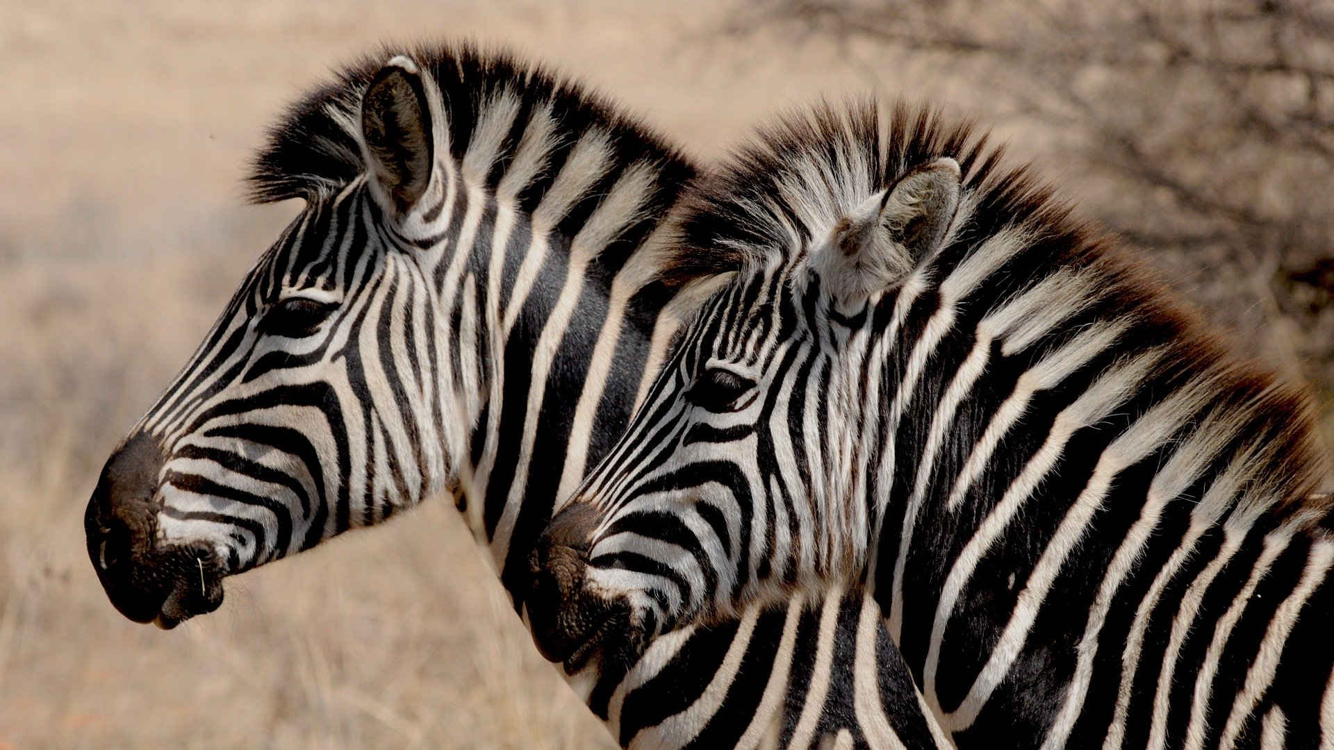 grup de zebre