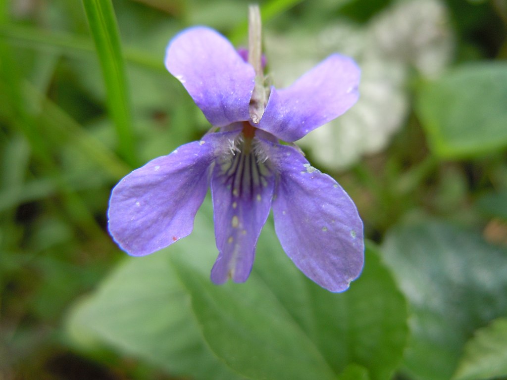 violeta