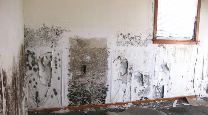 Interpretare vis in care apare putred putregai