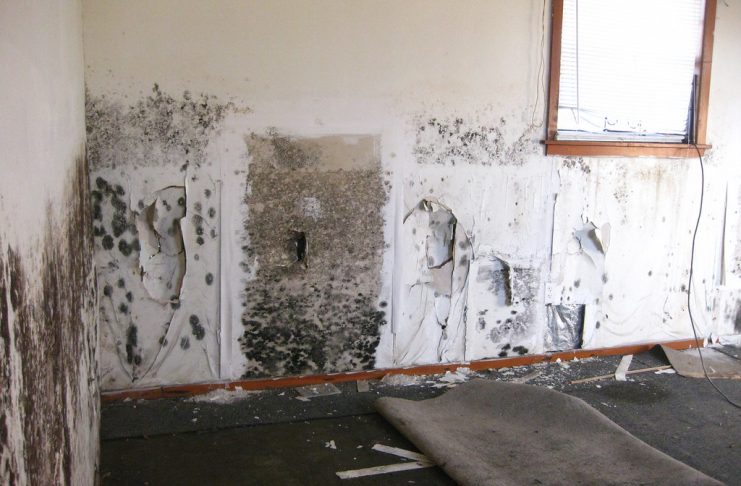 Interpretare vis in care apare putred putregai