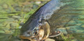 Interpretare vis in care apare un pastrav