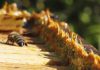 Interpretare vis în care apare propolis Propolis