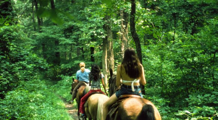 Interpretare vis în care călărești un cal prin pădure Interpretare vis in care calaresti un cal prin padure