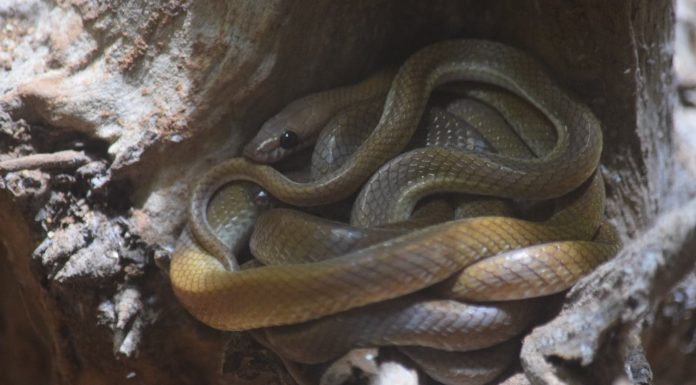 Interpretare vis în care ești înconjurat de șerpi veninoși Interpretare vis in care esti inconjurat de serpi veninosi