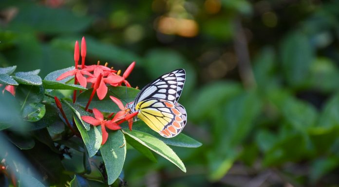 Interpretare vis în care fluturi colorați se pun pe tine Interpretare vis in care fluturi colorati se pun pe tine