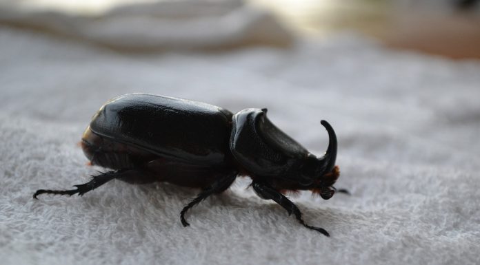 Interpretare vis in care gasesti in patul tau multi gandaci negri