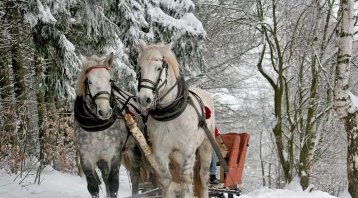 Interpretare vis în care gonești cu o caleașcă prin pădure Interpretare vis in care in care gonesti cu o caleasca prin padure