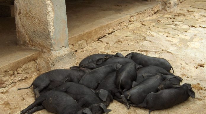 Interpretare vis in care o scroafa naste purcei albi sau negri