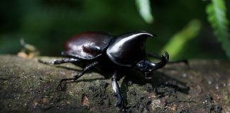 Interpretare vis in care se urca scarabei pe tine