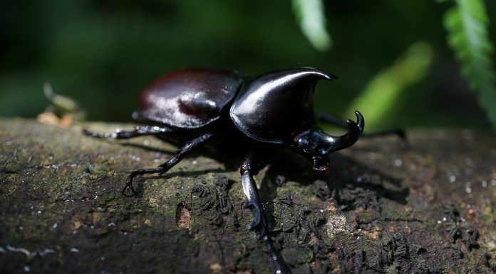 Interpretare vis in care se urca scarabei pe tine