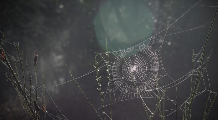 Interpretare vis in care te agati in panze de paianjeni si nu poti scapa