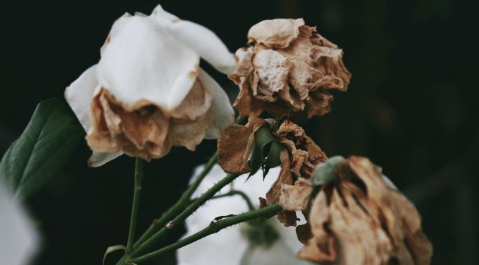 Interpretare vis in care te plimbi intr-o gradina cu flori vestejite