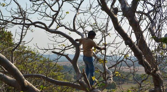 Interpretare vis in care te urci intrun copac si ai rau de inaltime