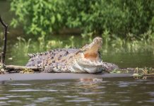 Interpretare vis in care trebuie sa traversezi un lac cu barca si vezi crocodili