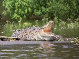 Interpretare vis in care trebuie sa traversezi un lac cu barca si vezi crocodili