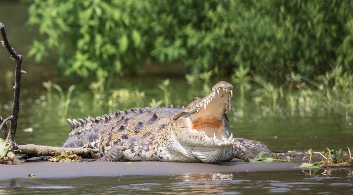 Interpretare vis in care trebuie sa traversezi un lac cu barca si vezi crocodili