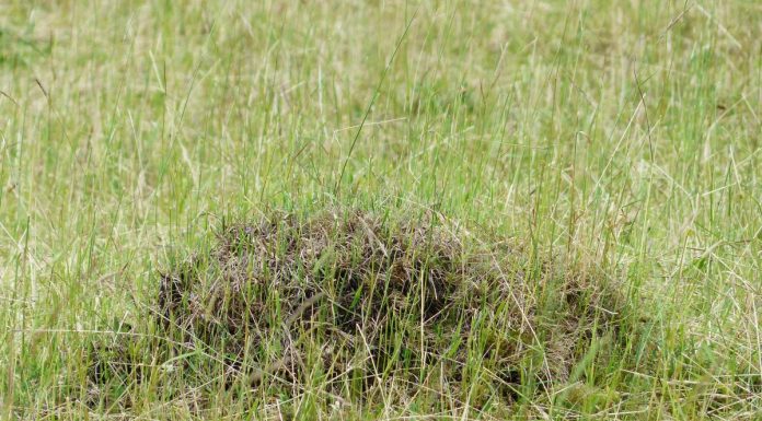 Interpretare vis in care umbli pe un camp plin cu musuroaie