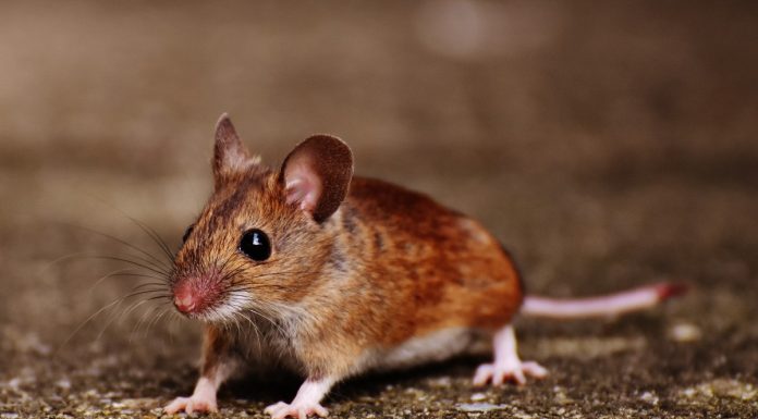 Interpretare vis in care vezi in casa soareci sau sobolani