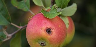 Interpretare vis in care vrei sa mananci un mar dar e plin de viermi