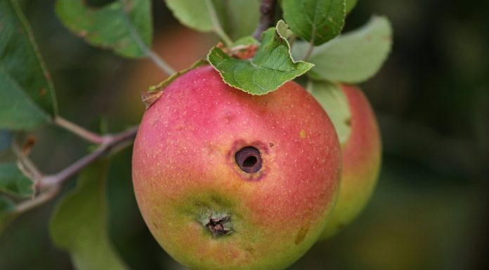 Interpretare vis in care vrei sa mananci un mar dar e plin de viermi