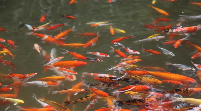 Interpretare vis in care ai un acvariu si hranesti pesti cu graunte