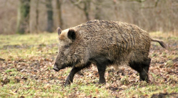 Interpretare vis in care esti la vanatoare intr-o padure si esti urmarit de mistreti
