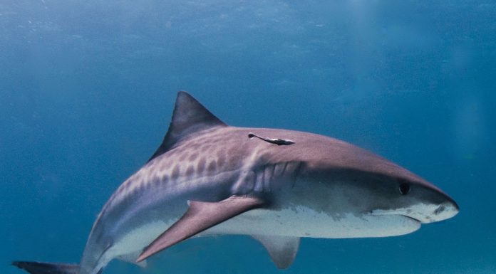 Interpretare vis in care inoti in mare si apare un rechin