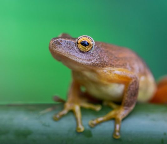 Interpretare vis in care iti deschizi dulapul si gasesti broaste