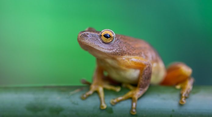Interpretare vis in care iti deschizi dulapul si gasesti broaste