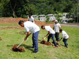 Interpretare vis in care plantezi un pom in curte sau un copac in padure