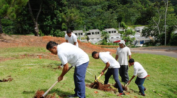 Interpretare vis in care plantezi un pom in curte sau un copac in padure