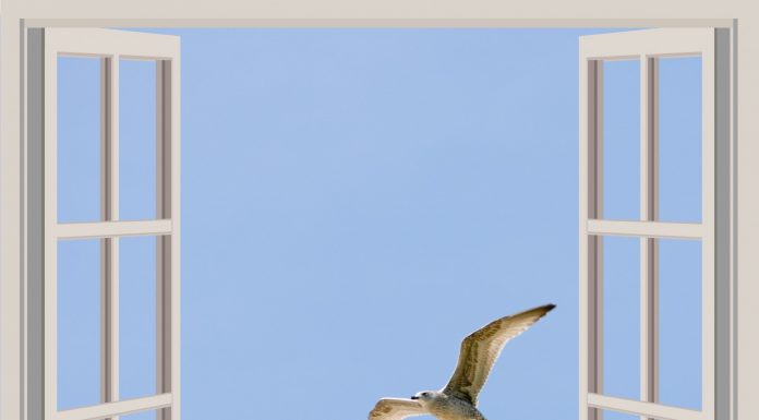 Interpretare vis in care se lovesc pasari de geamurile tale