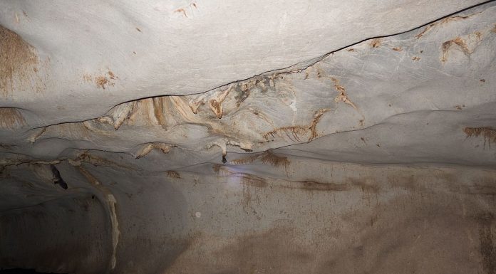 Interpretare vis in care te-ai ratacit intr-o pestera si vezi lilieci