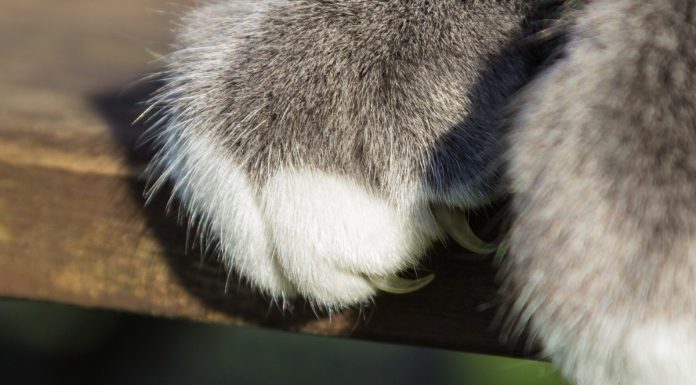 Interpretare vis in care te joci cu o pisica si te zgarie