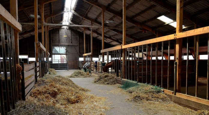 Interpretare vis in care cureti un grajd de balegar