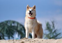 Interpretare vis în care ești un câine, pisică sau alt animal de casă Interpretare vis in care esti un caine, pisica sau alt animal de casa