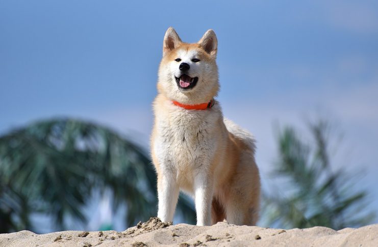 Interpretare vis in care esti un caine, pisica sau alt animal de casa