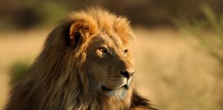Interpretare vis in care esti un leu, pantera, urs sau alt animal salbatic