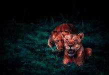 Interpretare vis in care esti urmarit de animale in jungla