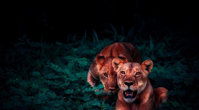 Interpretare vis in care esti urmarit de animale in jungla