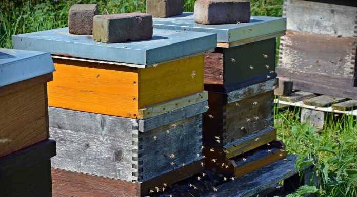 Interpretare vis in care lucrezi cu albinele la stupi