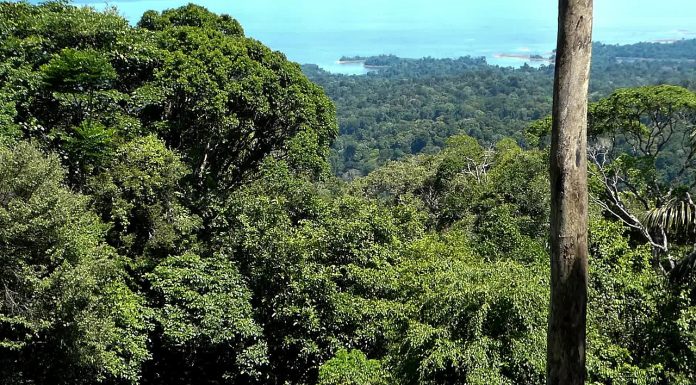 Interpretare vis in care te chinui sa supravietuiesti undeva in natura, gen jungla