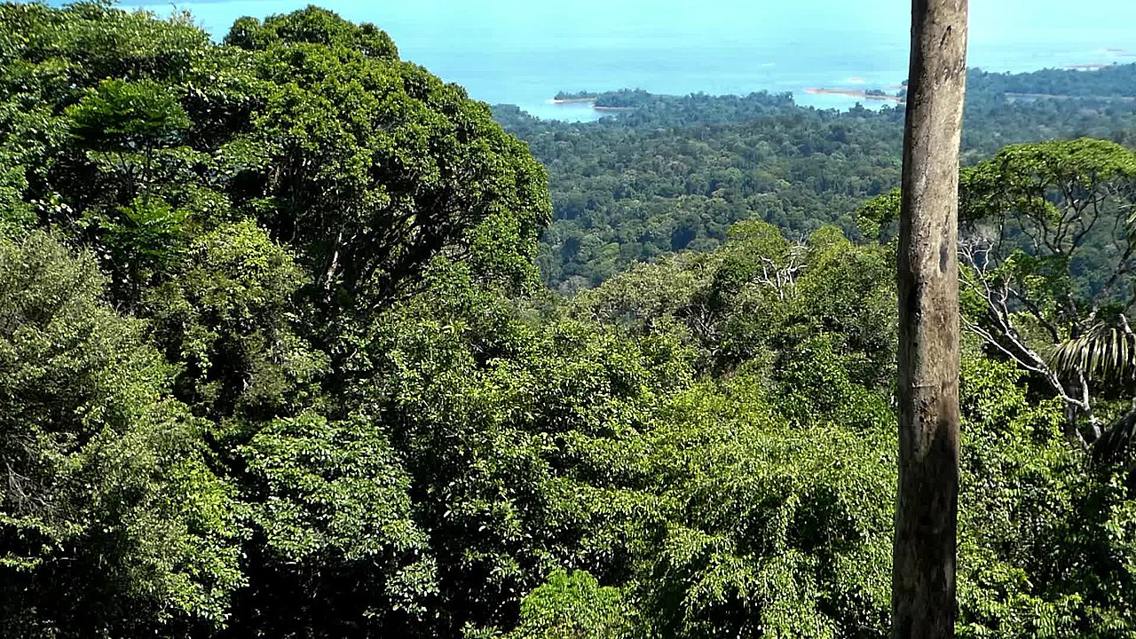 Interpretare vis in care te chinui sa supravietuiesti undeva in natura, gen jungla