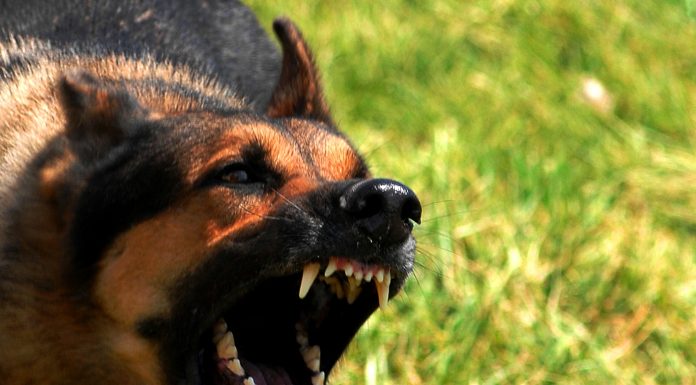 Interpretare vis in care te musca un caine