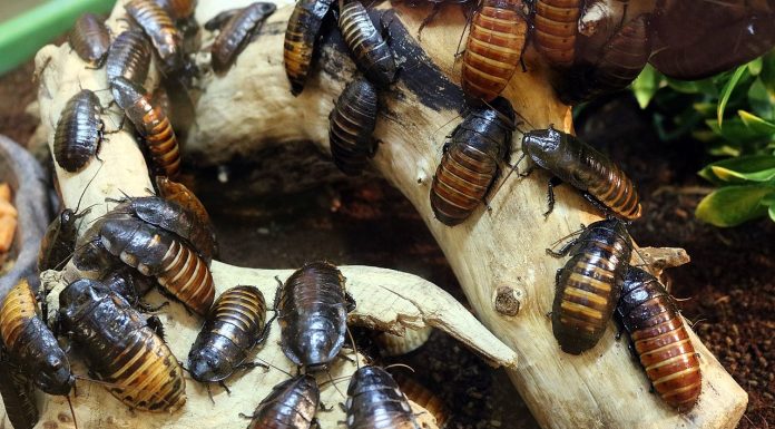 Interpretare vis in care ai gandaci in casa si nu mai poti sa scapi de ei