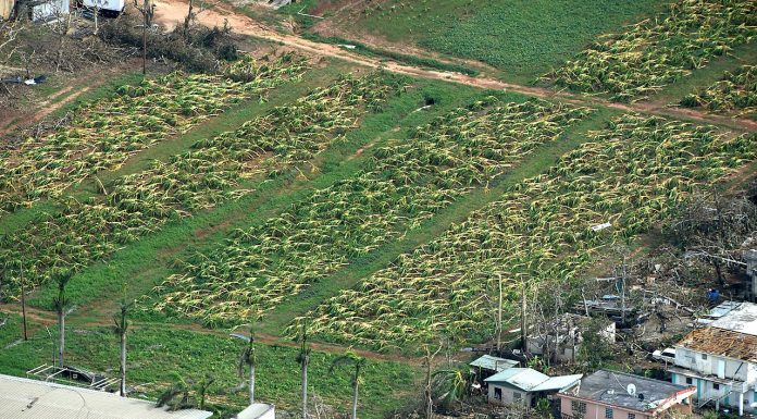 Interpretare vis in care apar culturi agricole distruse de vreme